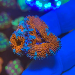 Red and Blue Acanthastrea Lordhowensis
