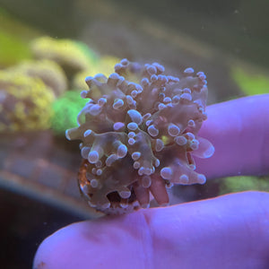 Tan Frogspawn Coral (Branching)