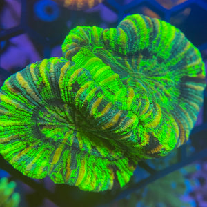 Mottled Green Double Trachyphyllia WYSIWYG