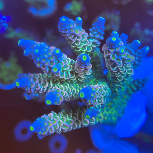 Rainbow Acropora Tenuis