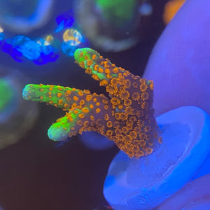 Bubblegum Montipora