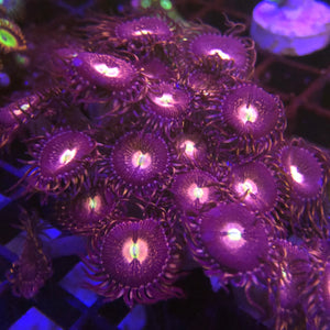 Purple Bee Zoas