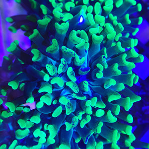Marbled Hammer Coral (Branching)