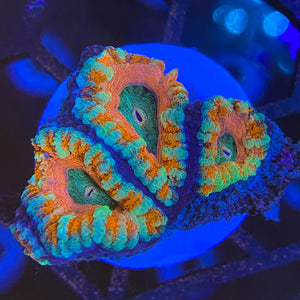 Pink and Red Acanthastrea Lordhowensis