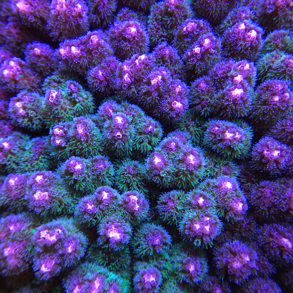 Purple Pocillopora