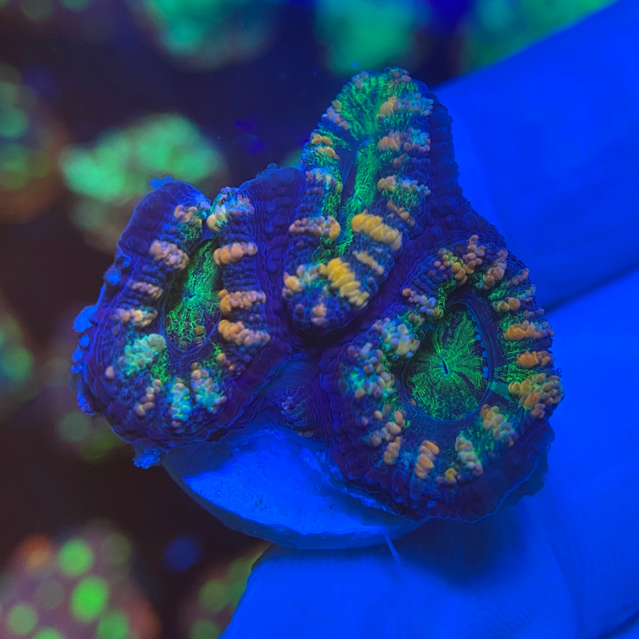 Pink and Green Acanthastrea Lordhowensis