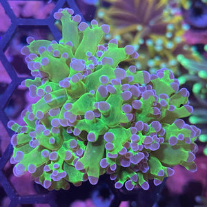 Purple Tipped Frogspawn Coral