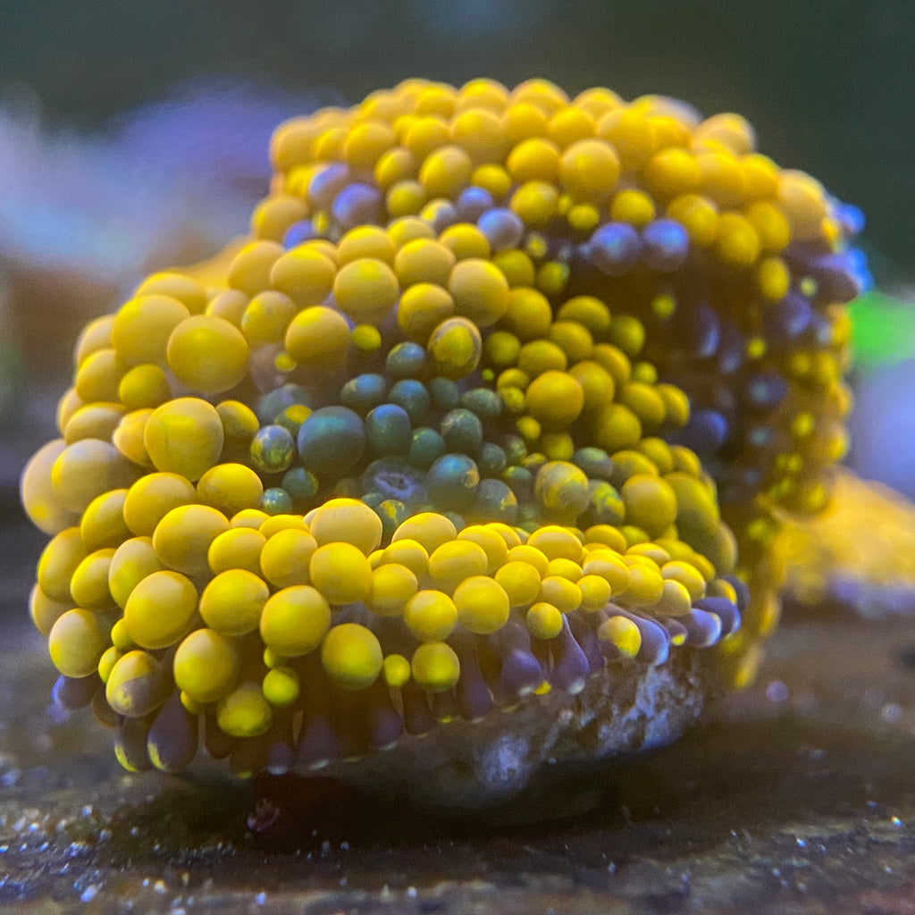 Green Mouth Orange Ricodea
