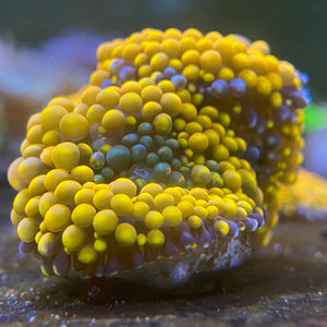 Green Mouth Orange Ricodea
