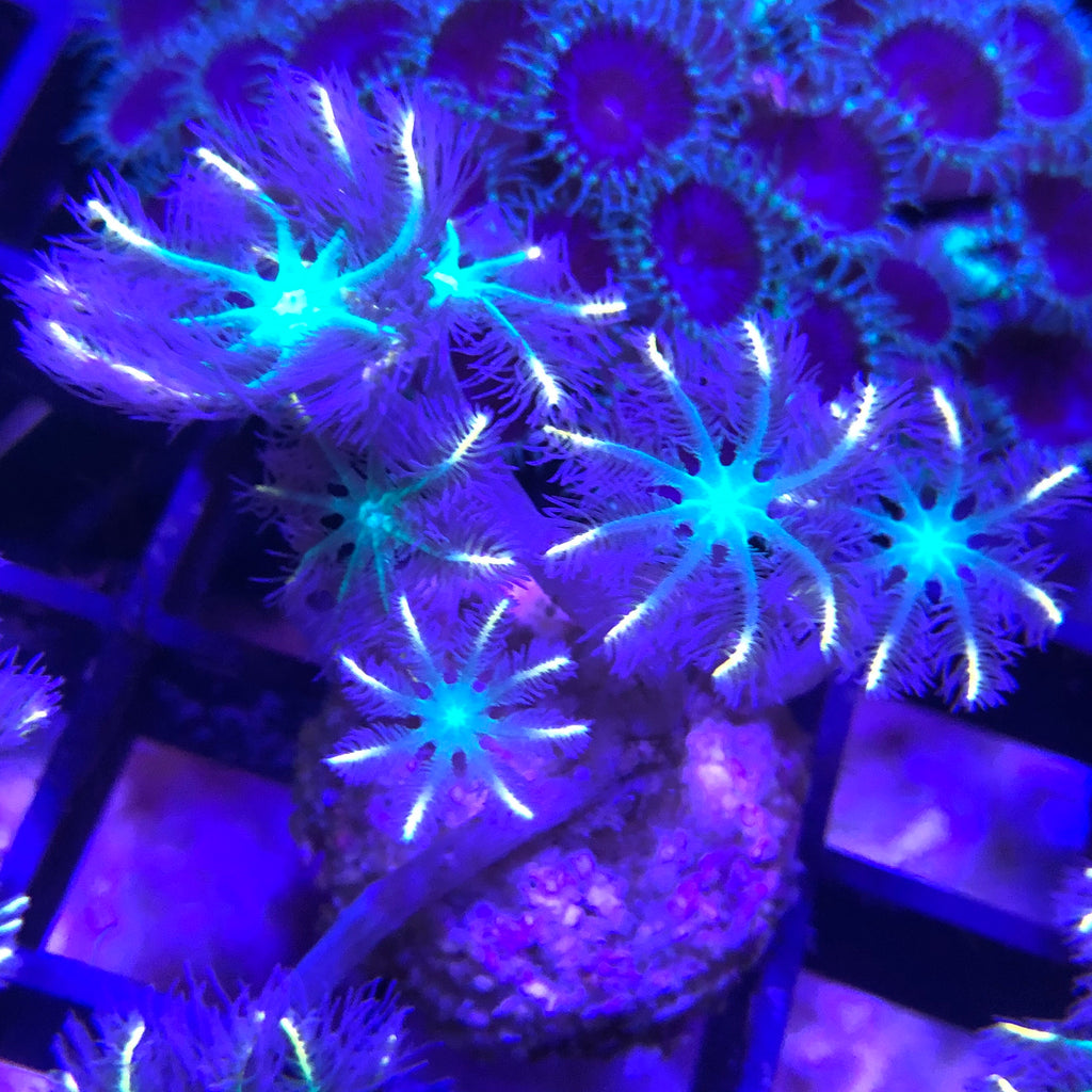 Papaya clove coral