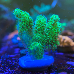 Green Pocillopora