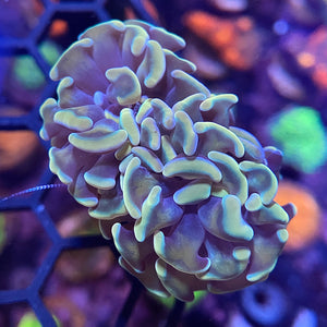 Rainbow Hammer Coral (Branching)