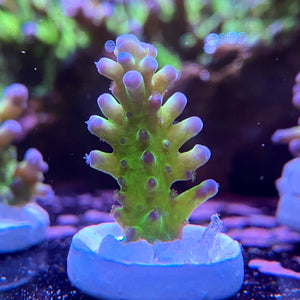 Purple Tip Tort