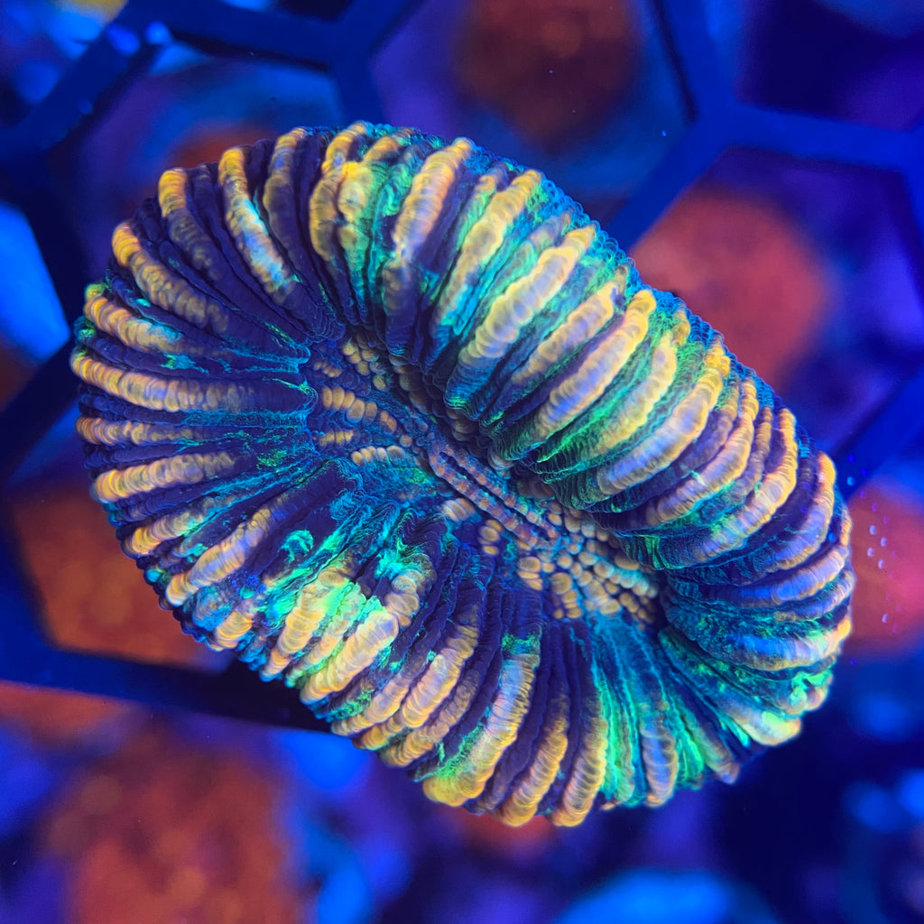 Ultra Trachyphyllia 17 WYSIWYG