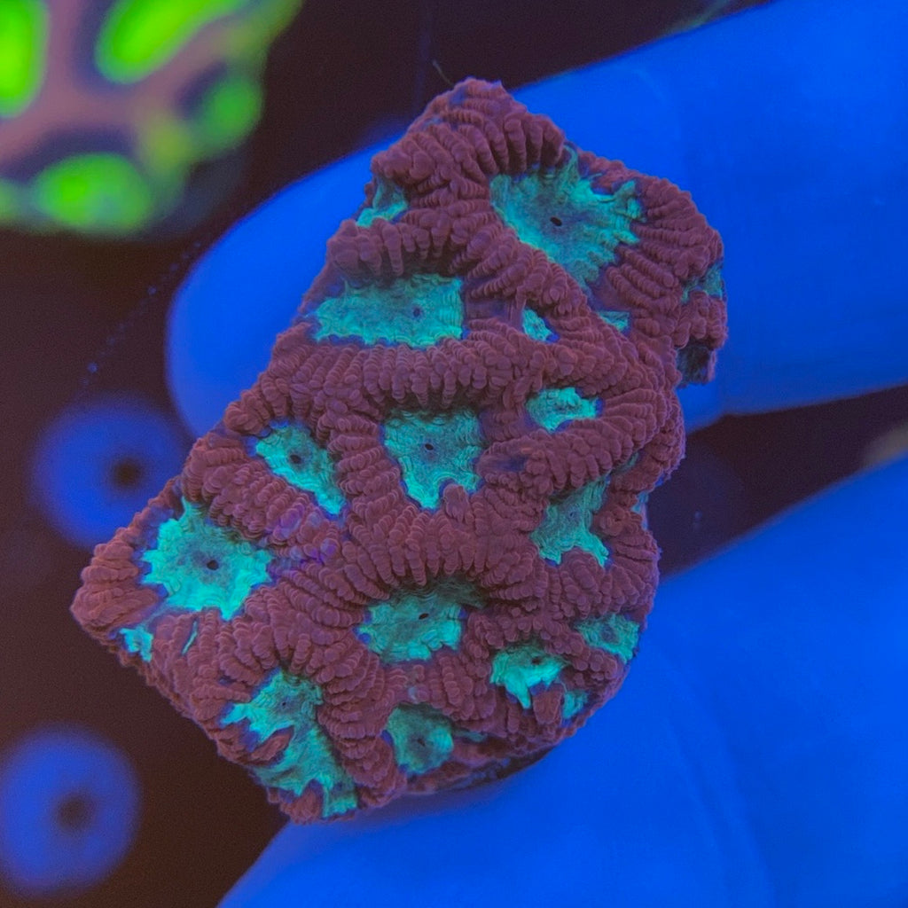 Raspberry Ripple Favia