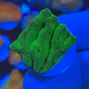 Green Platygyra