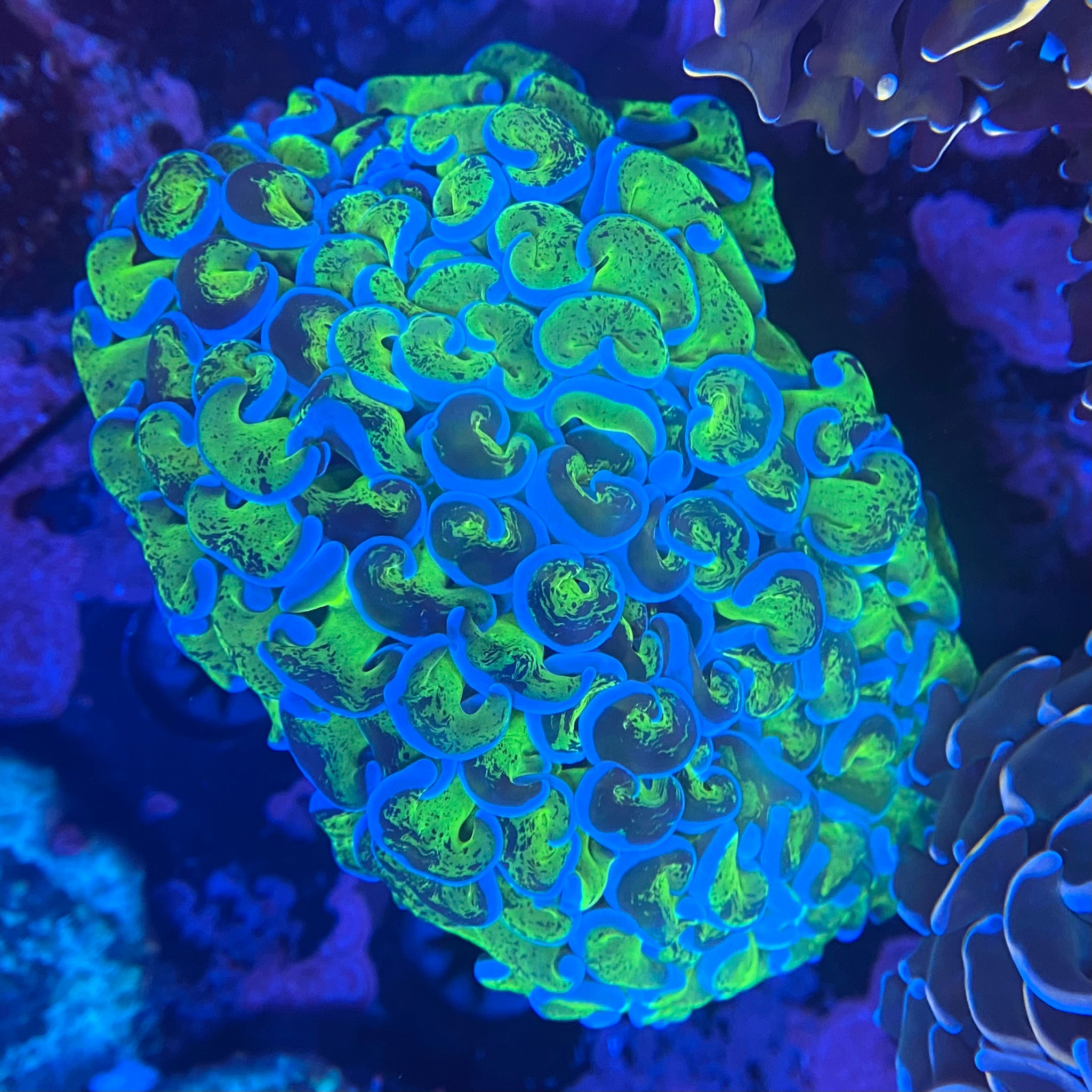 Toxic Splatter Hammer Coral (WYSIWYG)