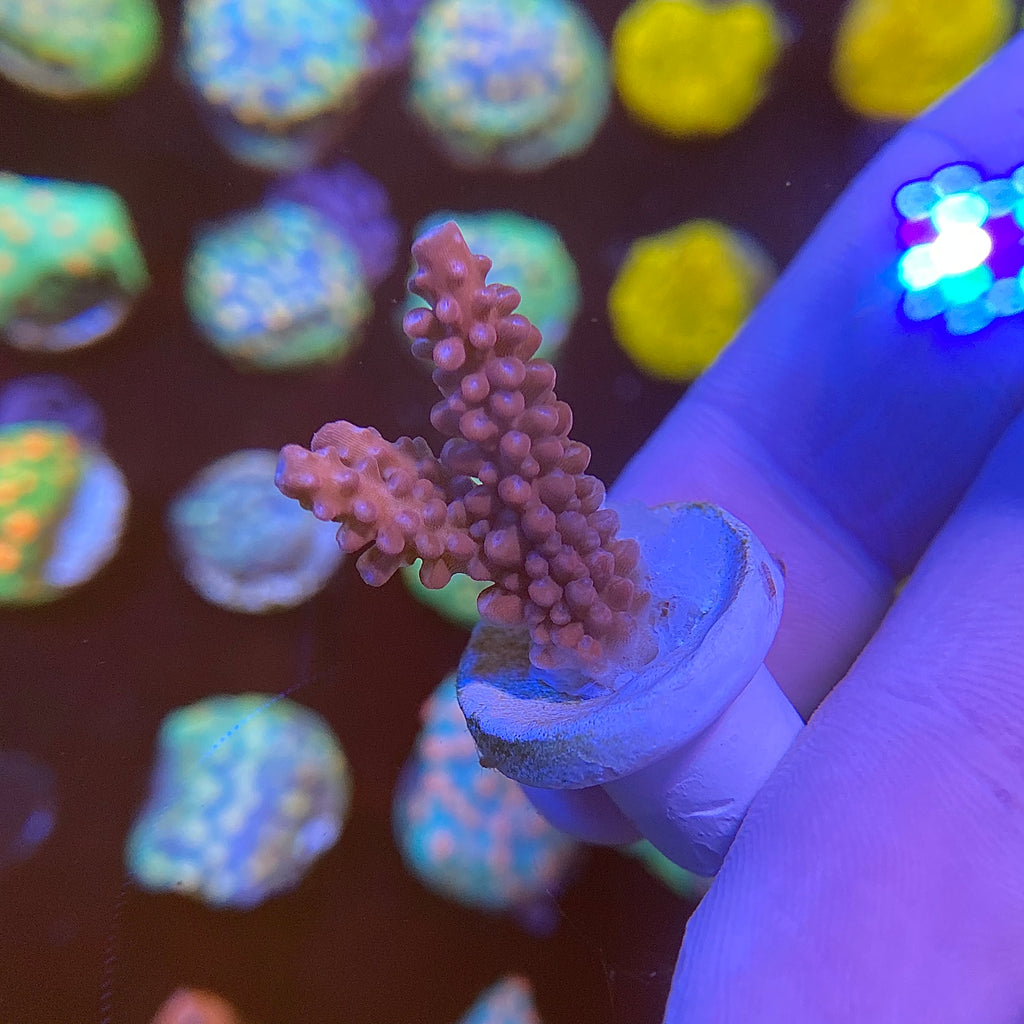 Red Devil Acropora