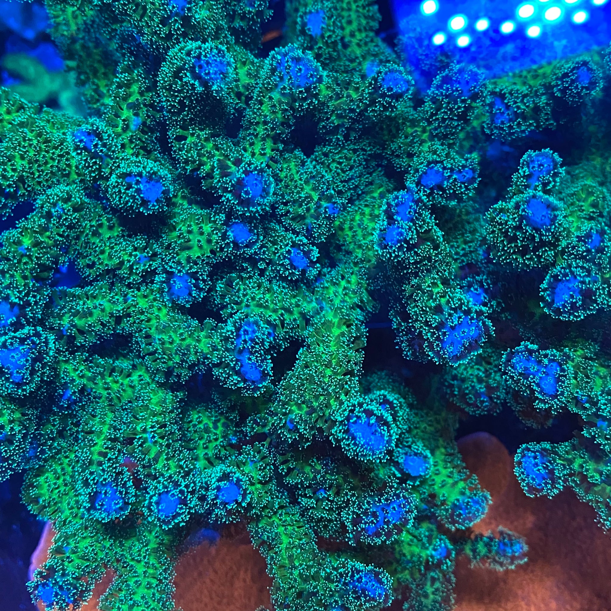 Blue Tip Pocillopora – PrestigeReef