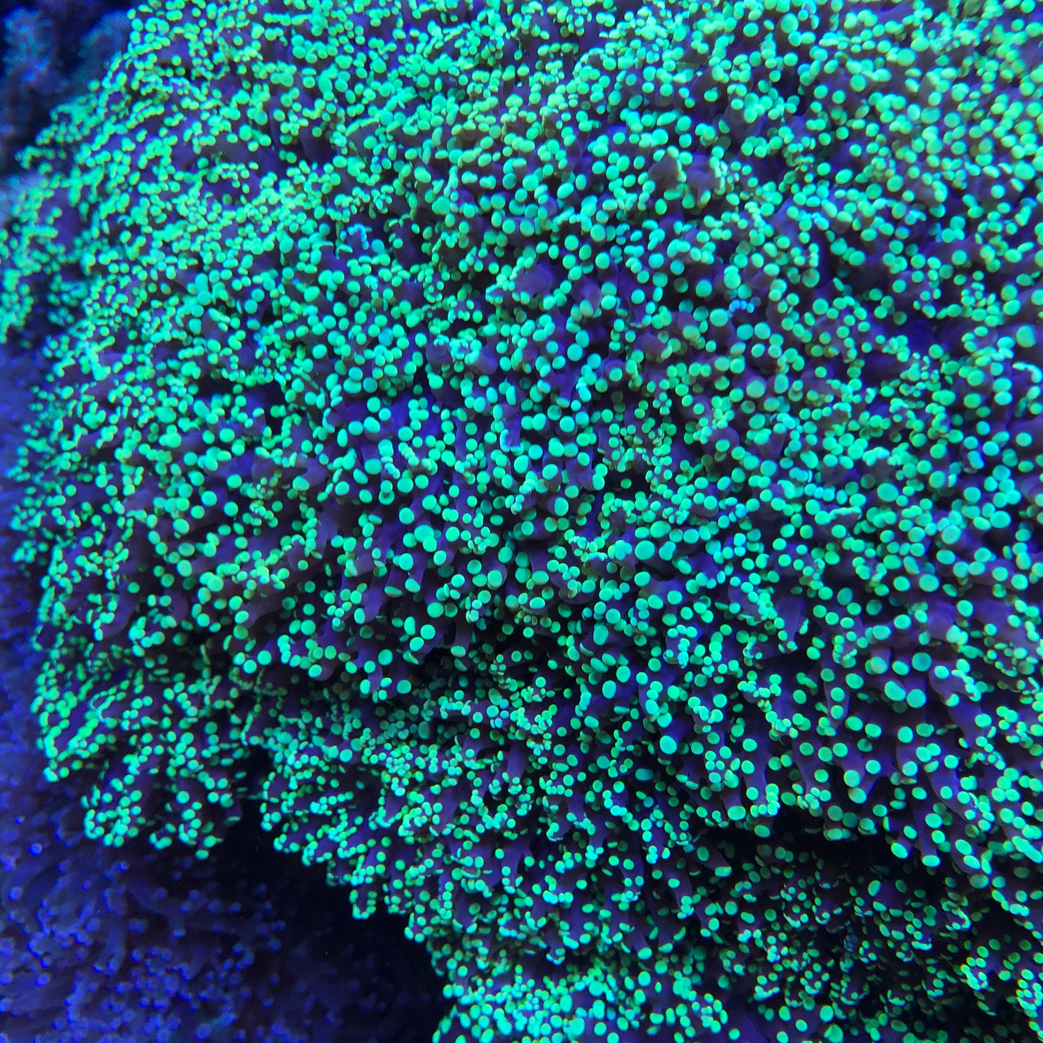 Ultra Green Frogspawn Coral (Branching)