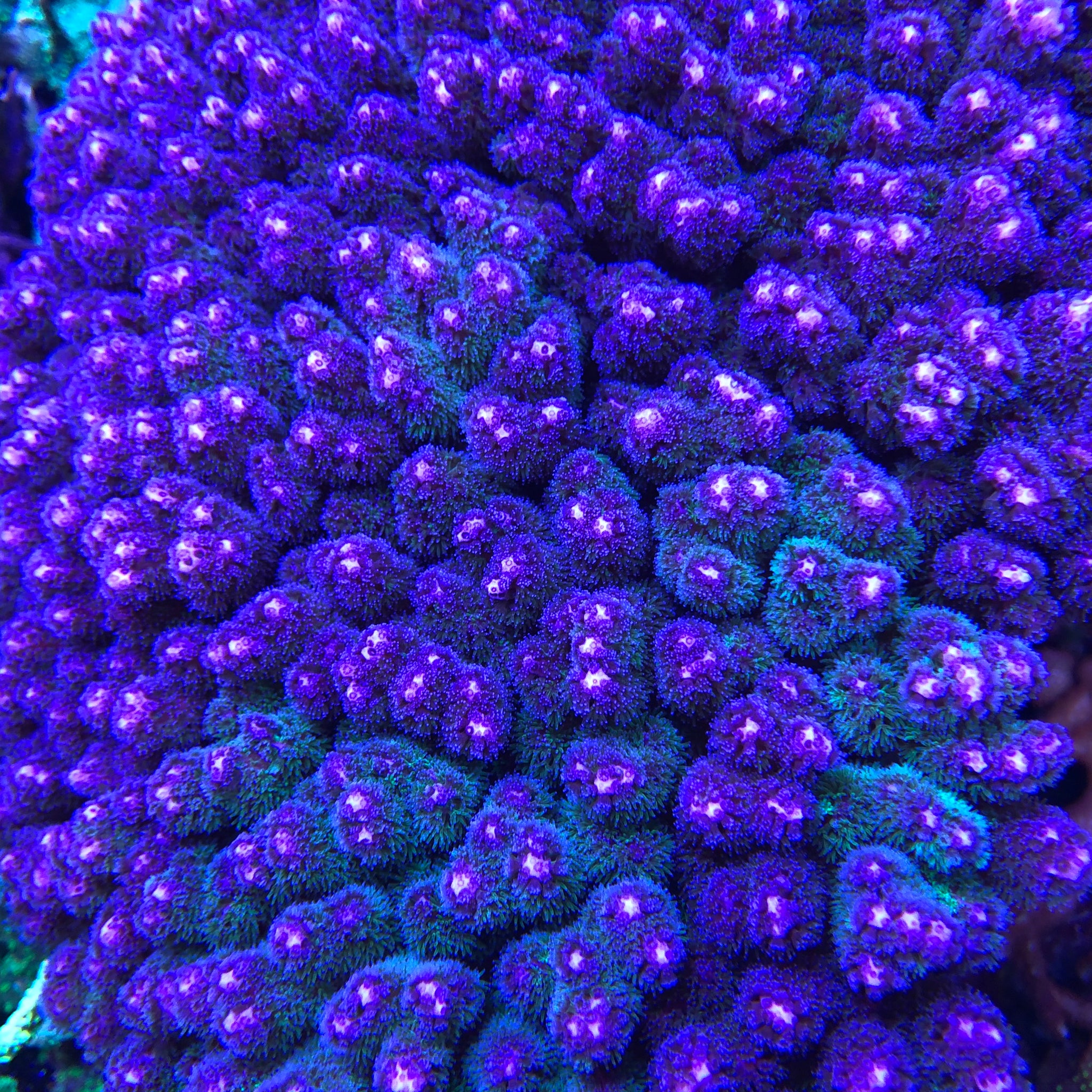 Purple Pocillopora