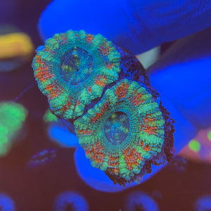 Blue and red Acanthastrea Lordhowensis