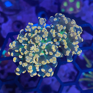 Orange and Green Frogspawn Coral