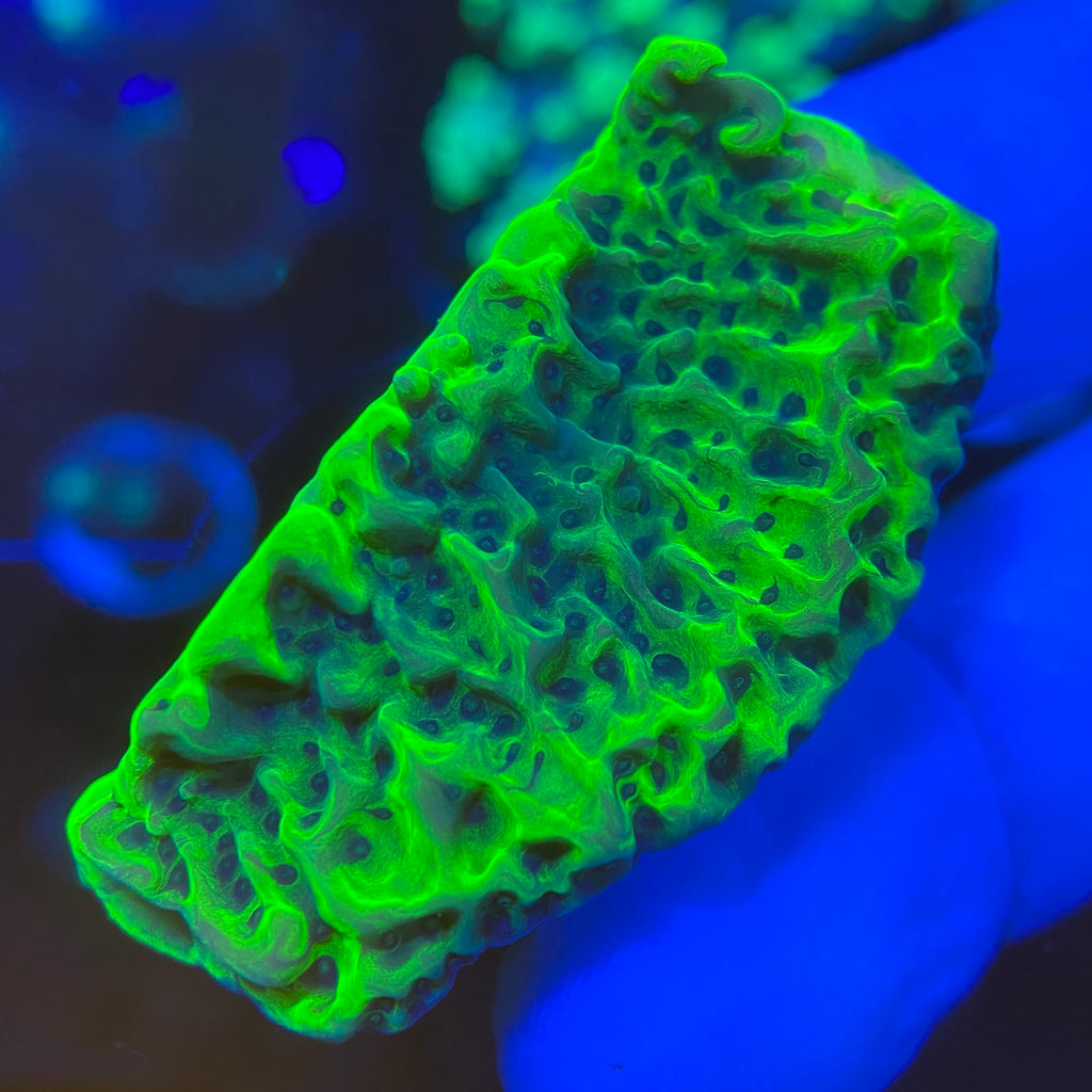 Chernobyl Montipora