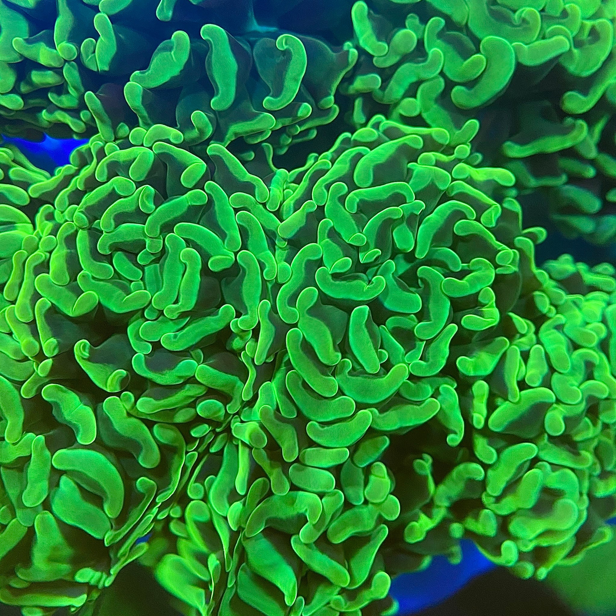 Ultra Green Hammer Coral (Branching)
