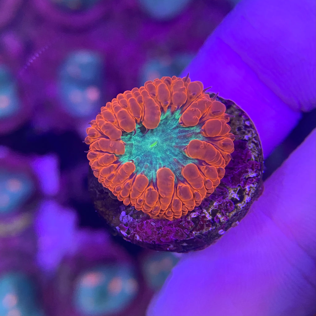 Dark Green and Red Blastomussa Wellsi