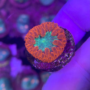 Dark Green and Red Blastomussa Wellsi