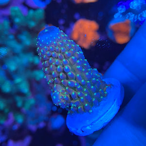 Humilis Acropora