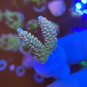 Peach Acropora Tenuis