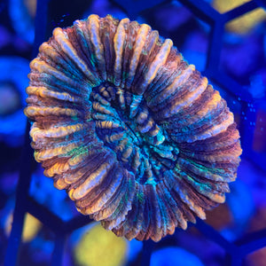 Ultra Trachyphyllia 16 WYSIWYG