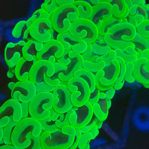 Ultra Green Hammer Coral (WYSIWYG)