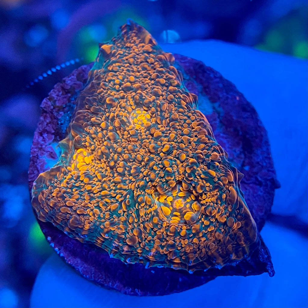 Green and Orange Chalice