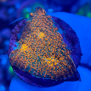 Green and Orange Chalice