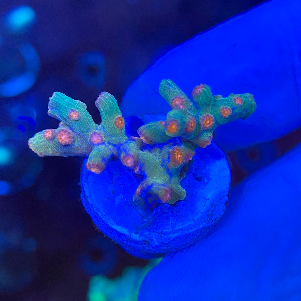Cyphastrea Decadia